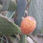 Opuntia triacanthos Fruto