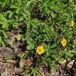 Potentilla reptans Habitat