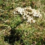 Achillea odorata Hàbitat