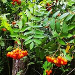 Sorbus aucuparia Folla