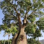 Ceiba insignis Vekstform