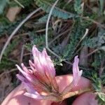 Astragalus monspessulanus Flower