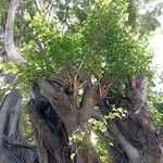 Ficus maxima Cortiza