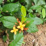 Ixora chinensis പുഷ്പം