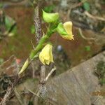 Polystachya bennettiana Flor