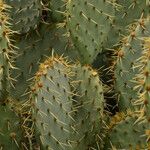 Opuntia maxima Blatt