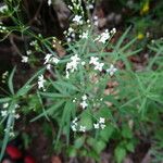 Galium aristatum 樹皮