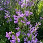 Physostegia virginianaFlower