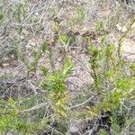 Eriogonum fasciculatum Плод