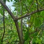 Piper tuberculatum Schors
