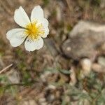 Helianthemum apenninumFloare