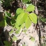 Carpinus orientalis Blad