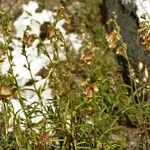 Digitalis obscura Habit