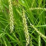 Carex sylvatica Floare