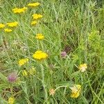 Achillea holosericea 形态