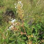 Plumbago zeylanica Plante entière