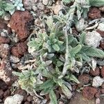 Heliotropium ramosissimum List