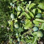 Rhamnus cathartica Altro