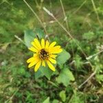 Heliopsis helianthoidesFlower