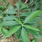 Buddleja davidiiLeaf