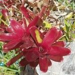 Neoregelia carolinae Характер