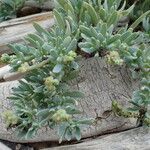 Heliotropium curassavicum Arall