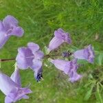 Penstemon cobaea Flower