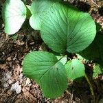 Viburnum lantanoides Leaf