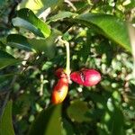 Grangeria borbonica Fruto