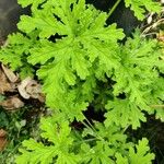 Pelargonium × asperum Hostoa