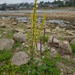 Verbascum nigrum Habit