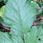 Rubus vestitus Blatt