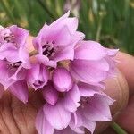 Allium narcissiflorum Blüte