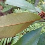 Pittosporum cherrieri Leaf