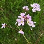 Cardamine pratensisBlomst