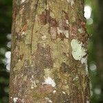 Pachira dolichocalyx Bark