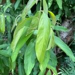 Nectandra hihua Leaf