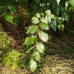 Ulmus carpinifolia Feuille