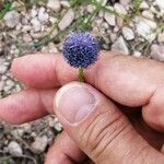 Globularia bisnagaricaKukka