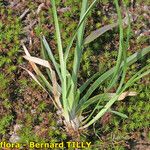 Poa chaixii Habitat