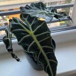 Alocasia sanderiana पत्ता