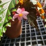 Begonia serratipetala Flor