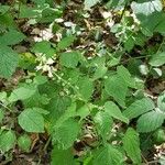 Circaea lutetiana عادت داشتن