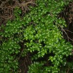 Asparagus asparagoides Habitus