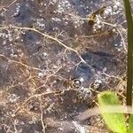 Utricularia gibba Hoja