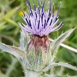 Carthamus caeruleus 花