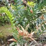 Encephalartos arenarius