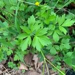 Ranunculus hispidus Leaf