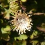 Centaurea orientalis Owoc