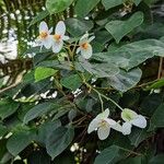 Begonia solananthera Flower
